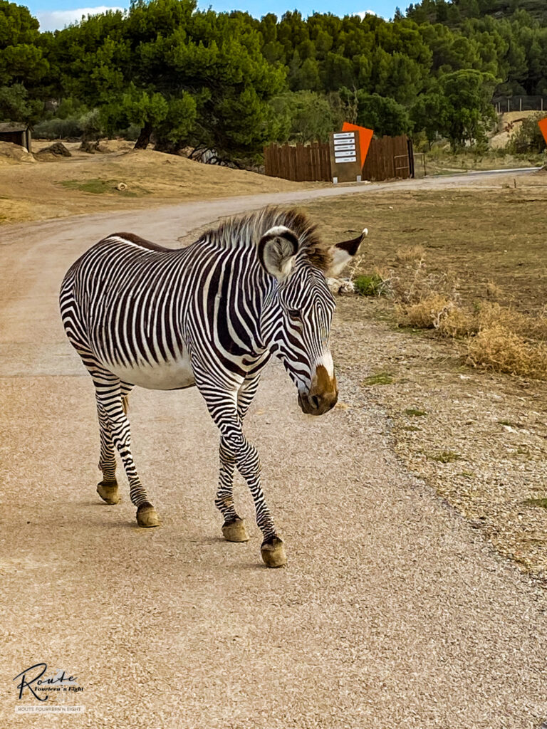 zoo